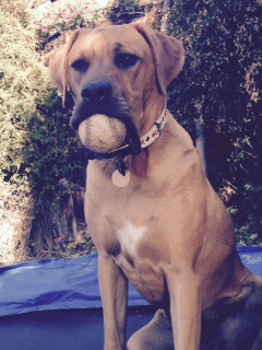 Sir Charleston of Chew (Charlie)