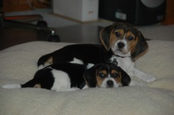 Amy (back) & Emma (front)