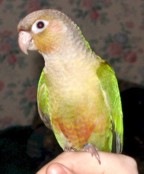 Skittles